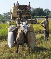 Animal and motor power in the Dominican Republic