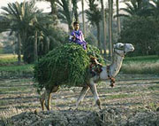 Camel transporting forage in Egypt
