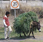 Donkey carrying forage in Mexico