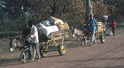 Men controlling donkey carts transport goods to market in Guinea Bissau