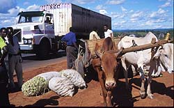 Lorry and Ox Cart